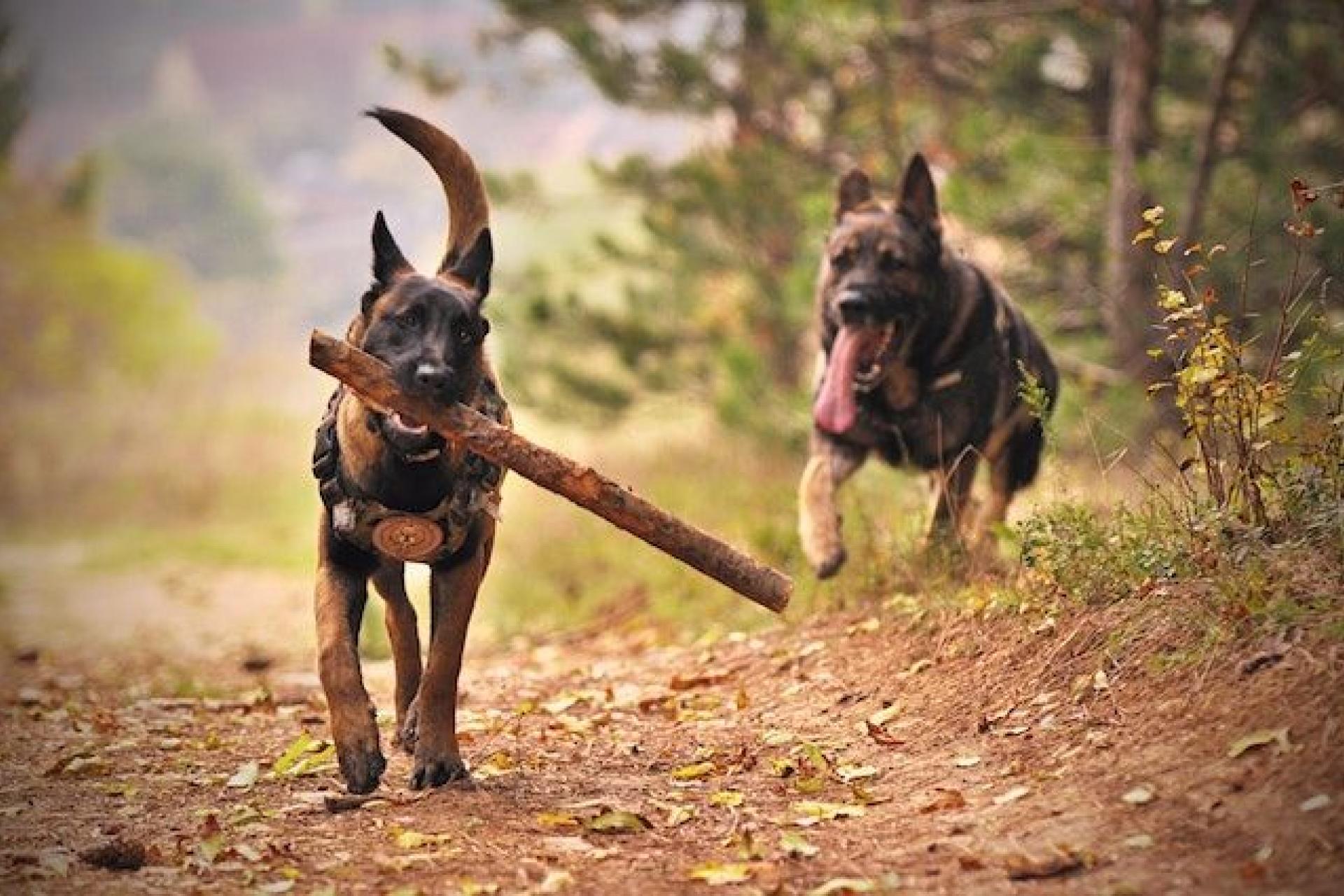 Hunde_mit_Stock