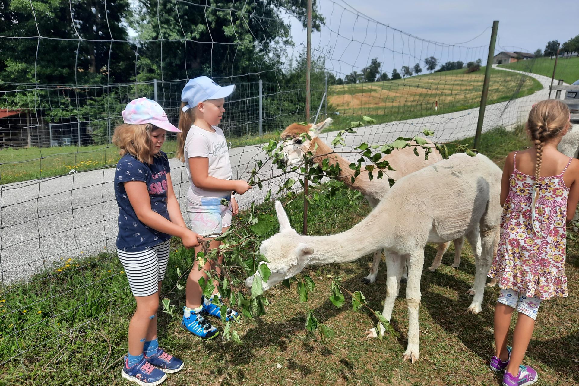 Ferienprogramm 2023_Alpaka