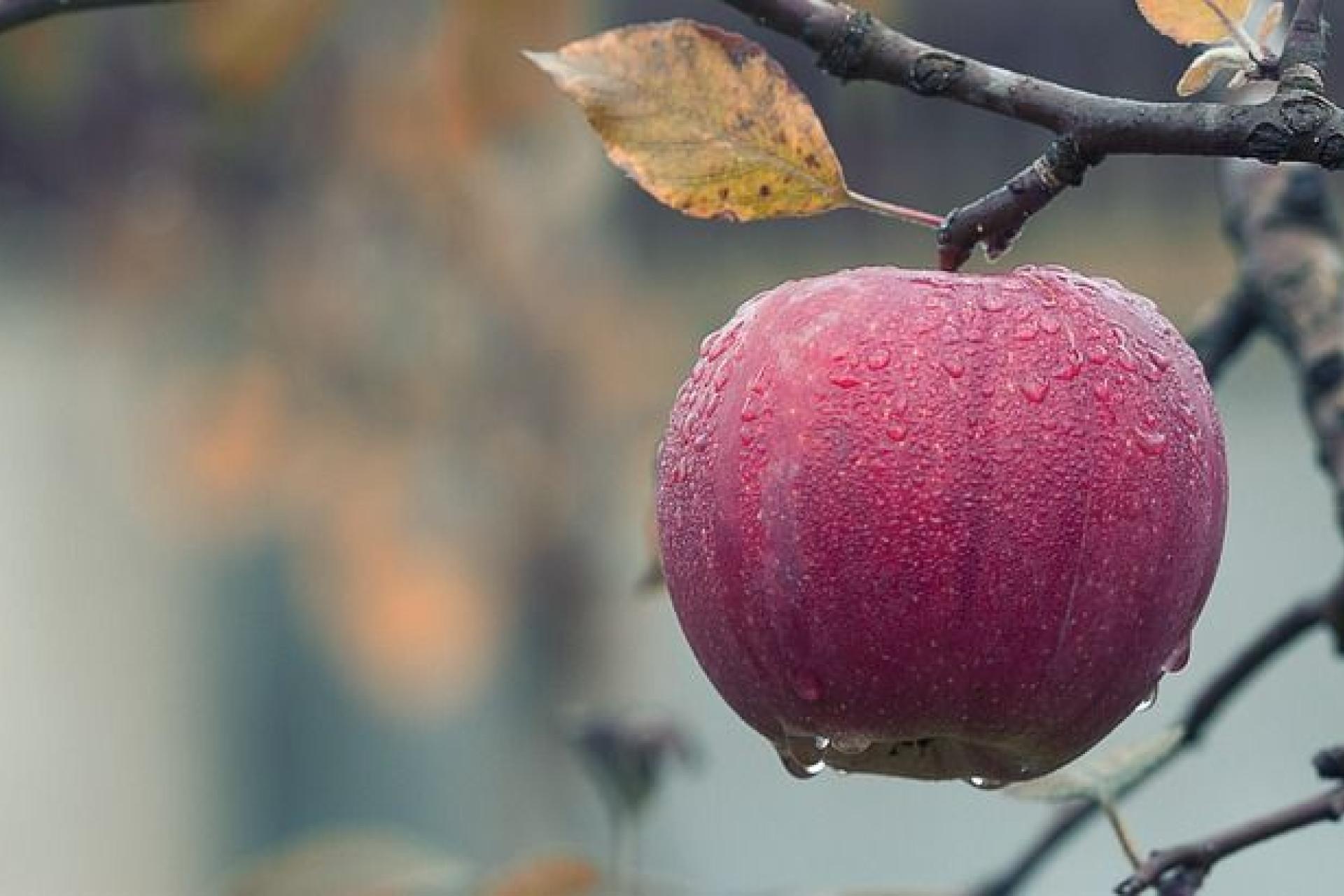 Apfel