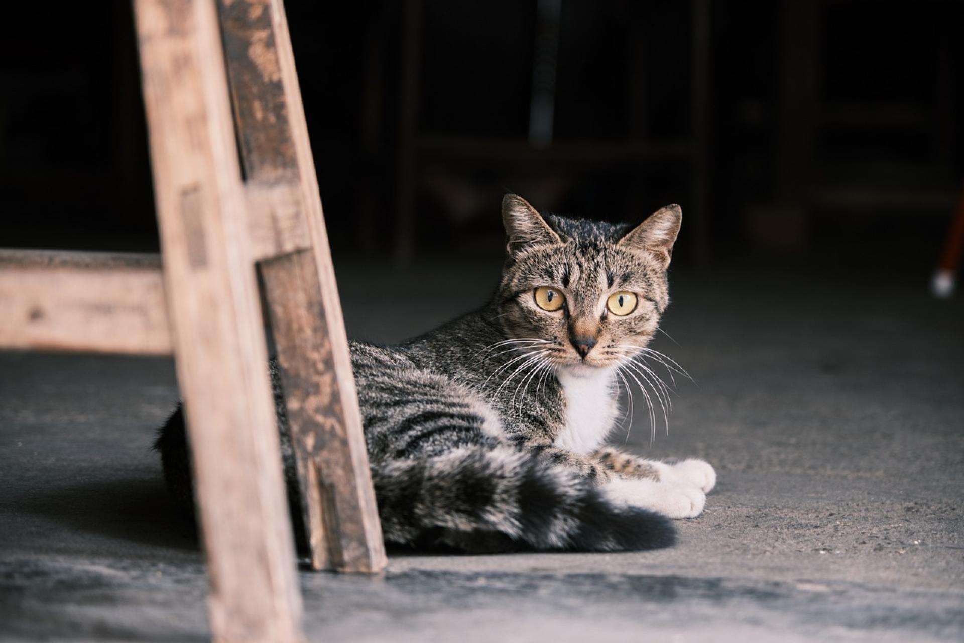 Katze