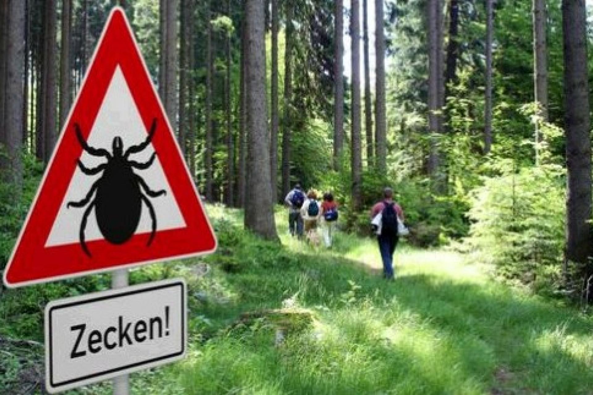 Zecken