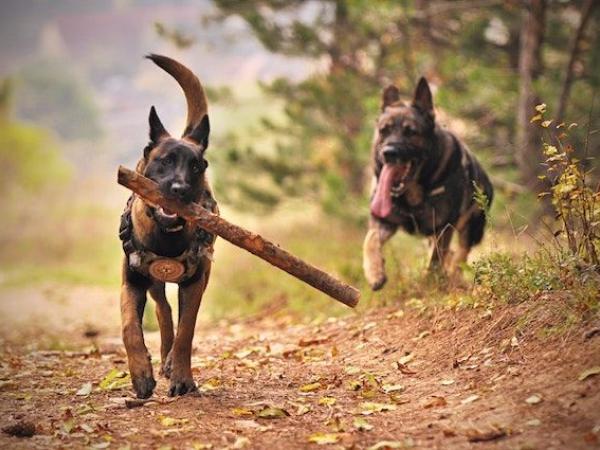 Hunde_mit_Stock