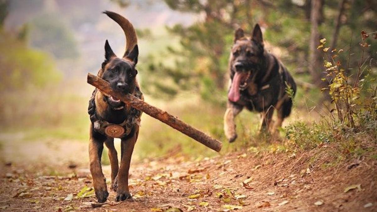 Hunde_mit_Stock