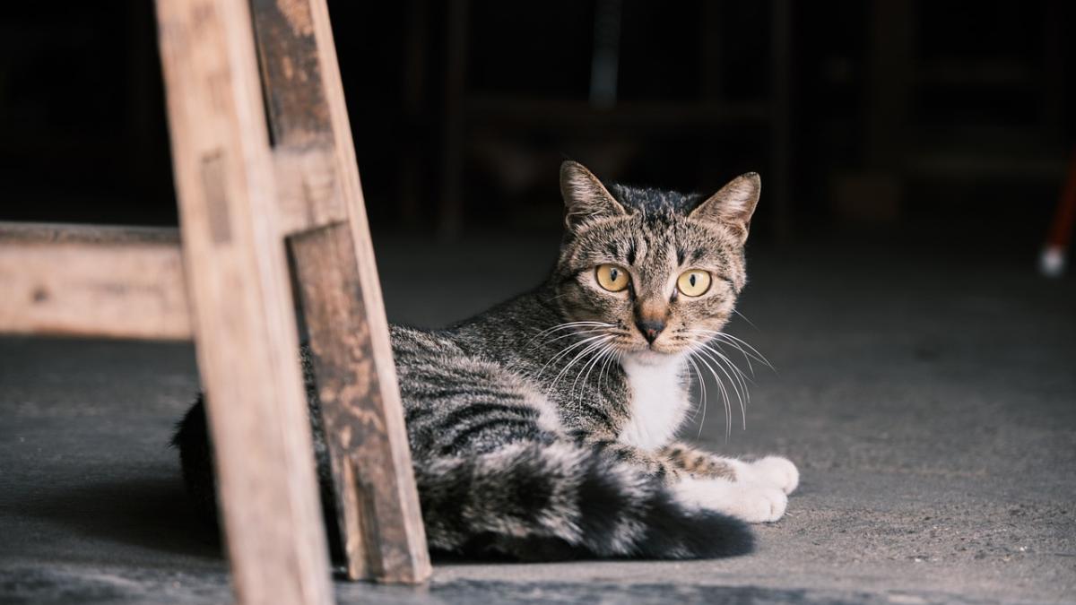 Katze