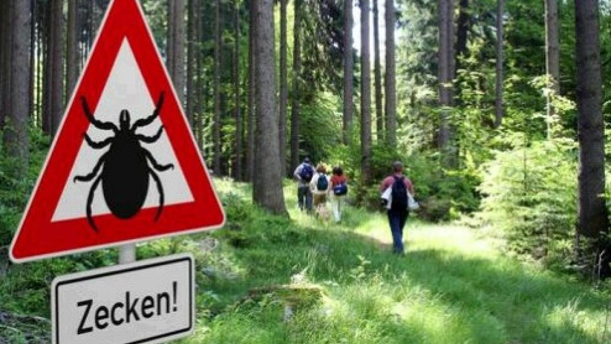 Zecken