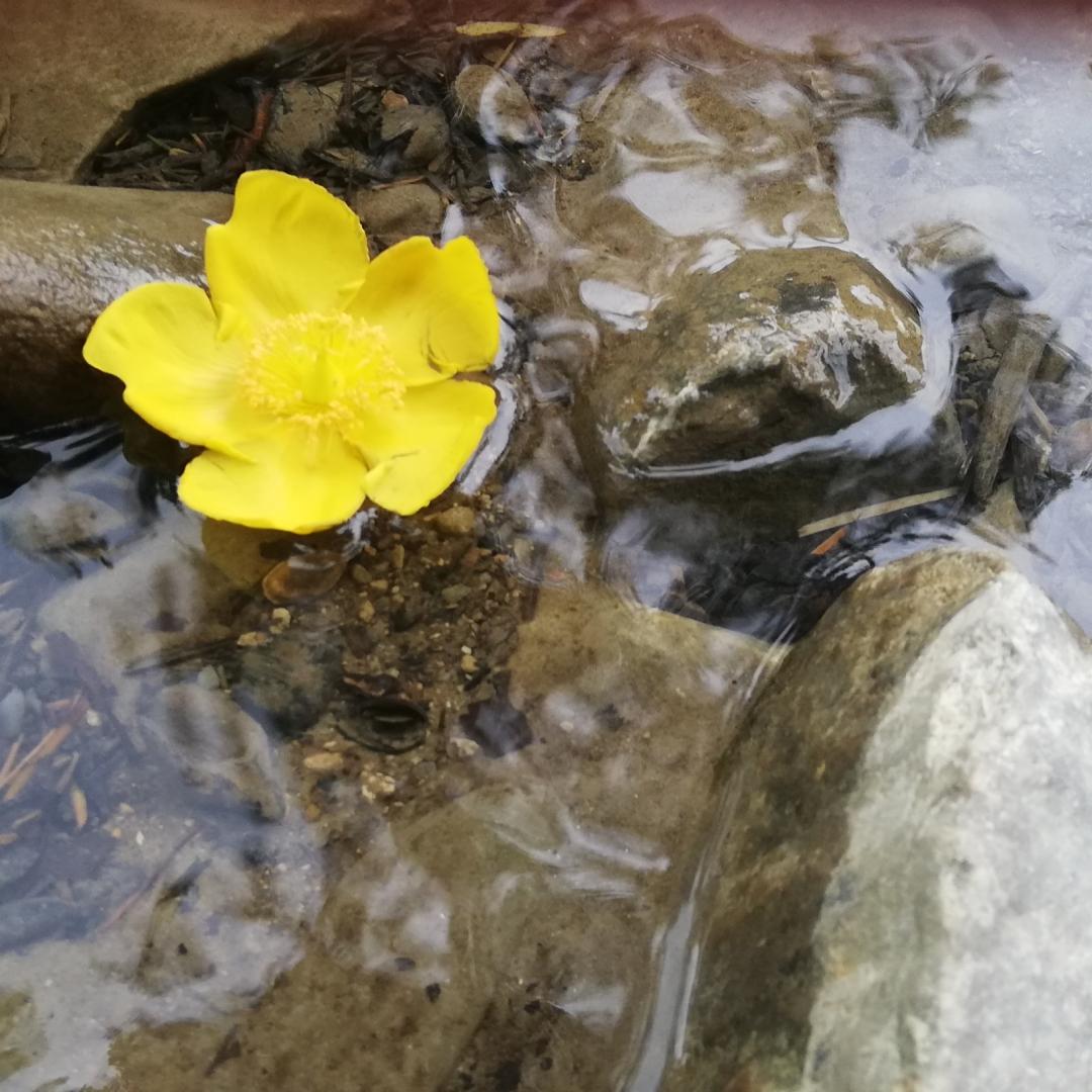 Eine_kleine_Blume_im_Nußbach