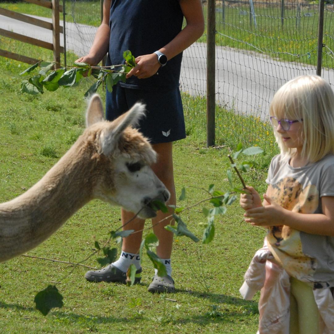 Kind_füttert_Alpaka