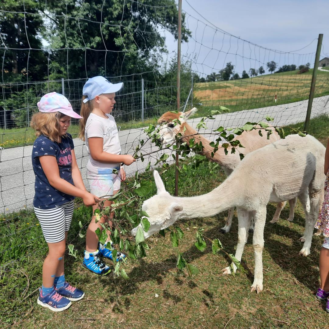 Ferienprogramm 2023_Alpaka